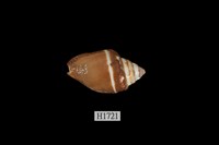 藏品(腰帶筆螺)的圖片